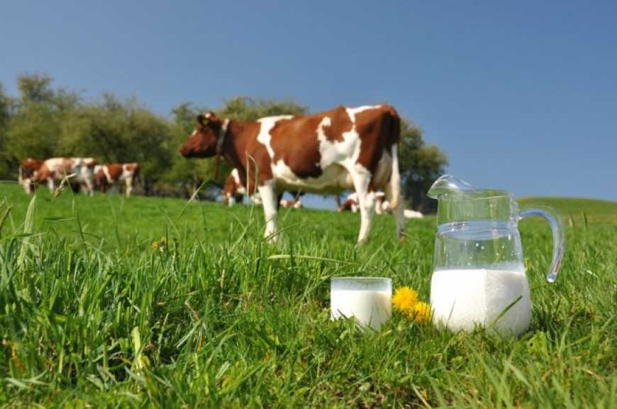 В Україні незабаром заборонять продаж домашнього молока